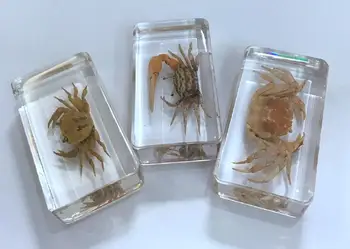 Nemokamas pristatymas YQTDMY 3 vnt Lucid mišraus stiliaus krabų kietas vabzdžių Naujausias Papuošalai
