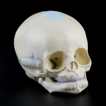 1: 1 Žmogaus Vaisiaus Baby Kūdikių Kaukolės Anatomijos Skeleto Modelis Mokymo Reikmenys Mokslo