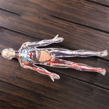 1:6 Permatomas asmuo 4d meistras įspūdį Surinkimo žaislas žmogaus kūno organų anatomijos modelis medicinos mokymo modelį