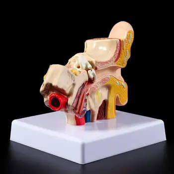 1 Vnt 1,5 Karto Gyvenime Dydžio Žmogaus Ausies Anatomiją Modelis Organų Profesinio Mokymo Reikmenys