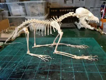 1Pcs Vulpes vulpes Raudona Lapė, Raudona Lapė, Kryžiaus Lapės Kaukolė užbaigti gyvūnų skeletas pavyzdys