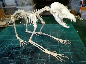 1Pcs Vulpes vulpes Raudona Lapė, Raudona Lapė, Kryžiaus Lapės Kaukolė užbaigti gyvūnų skeletas pavyzdys