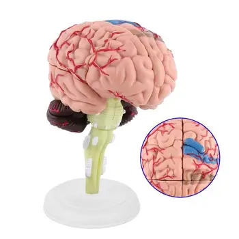 4D Smegenų Modelis Smegenų Modelis Struktūrinių Anatomijos Mokymosi Priemonė NSV775