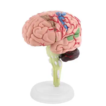 4D Smegenų Modelis Smegenų Modelis Struktūrinių Anatomijos Mokymosi Priemonė NSV775