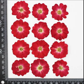 60pcs Presuotų Džiovintų Gamtos Rosa Chinensis Jacq.. Gėlių Augalų Herbariumas Papuošalai Atvirukas Kvietimas, Kortelė, Telefono dėklas Žymą 