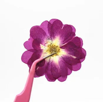 60pcs Presuotų Džiovintų Gamtos Rosa Chinensis Jacq.. Gėlių Augalų Herbariumas Papuošalai Atvirukas Kvietimas, Kortelė, Telefono dėklas Žymą 