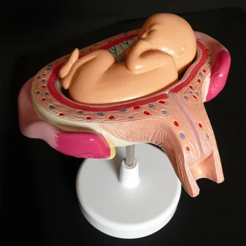 Anatominiai Žmogaus Vaisiaus Vystymosi Modelį - Baby Vaisiui Vaisiaus Nėštumo Anatomija