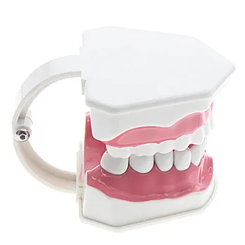 Didelis dantų modelio mokymo modelį dantų režimu, Burnos priežiūra, Dantų Valymas Modelis 2:1 Suaugusiųjų Standartinių Dantų modelis 2:1 dalis