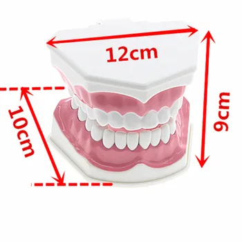 Didelis dantų modelio mokymo modelį dantų režimu, Burnos priežiūra, Dantų Valymas Modelis 2:1 Suaugusiųjų Standartinių Dantų modelis 2:1 dalis