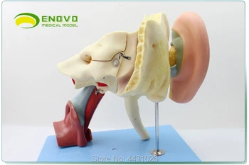 ENOVO Žmogaus sveikatos ausies anatomija modelis vidinės ausies vidinės ausies ausies būgnelis, laiko kaulų ausų, nosies ir gerklės