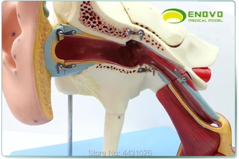ENOVO Žmogaus sveikatos ausies anatomija modelis vidinės ausies vidinės ausies ausies būgnelis, laiko kaulų ausų, nosies ir gerklės