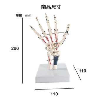 Gyvenimo Dydžio Žmogaus Rankos Bendro su Dažytos Raumenų Skeleto Anatomijos Vertus Modelis Medicinos Anatomijos Studijų Įrankis
