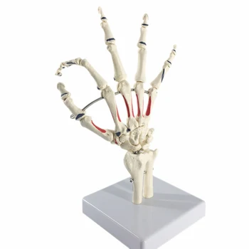 Gyvenimo Dydžio Žmogaus Rankos Bendro su Dažytos Raumenų Skeleto Anatomijos Vertus Modelis Medicinos Anatomijos Studijų Įrankis