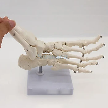 Medicinos Ekranas Mokymo Gyvenimo Dydis sąnariai ir kaulai, pėdos anatomija Žmogaus Pėdos ir Kulkšnies Modelį su blauzdos kaulų Anatomijos Modeliai