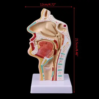 Medicinos Mokslo Priedai Žmogaus Anatominių Nosies Ertmę, Gerklės Anatomija Medicininio Modelio Mokymo Priemonė dropshipping
