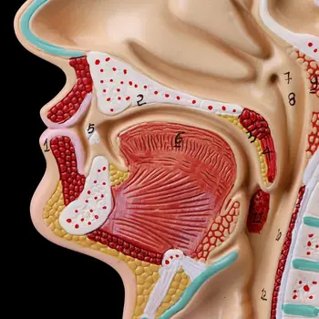 Medicinos Mokslo Priedai Žmogaus Anatominių Nosies Ertmę, Gerklės Anatomija Medicininio Modelio Mokymo Priemonė dropshipping