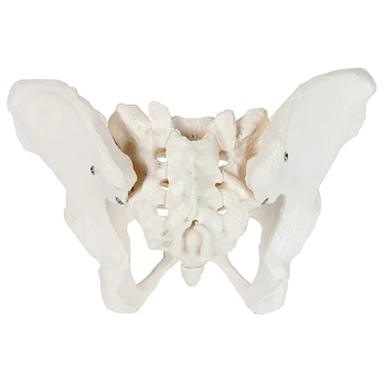 Moterų Anatomiją Dubens Dubens Skeleto Gerklės Anatomija Anatomija Kaukolė Skulptūros Galvos, Kūno Modelis
