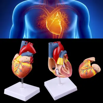 Nemokama pašto Išardyta Anatomines Žmogaus Širdies Modelis Anatomija Medicinos Mokymo Priemonė