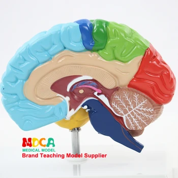 Sveikatos mokymo žmogaus smegenų modelį, žmogaus kūną, 1:1 dešiniojo pusrutulio funkcinės srities žmogaus smegenų anatomijos modelis