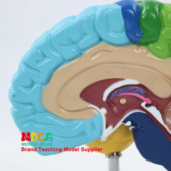 Sveikatos mokymo žmogaus smegenų modelį, žmogaus kūną, 1:1 dešiniojo pusrutulio funkcinės srities žmogaus smegenų anatomijos modelis